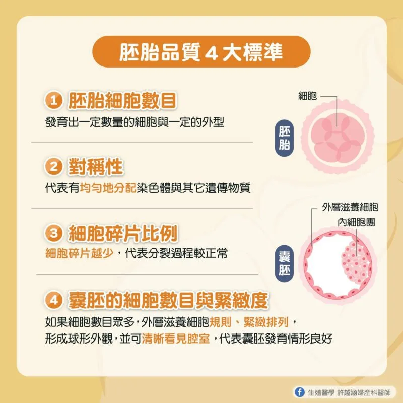 試管嬰兒 胚胎品質標準